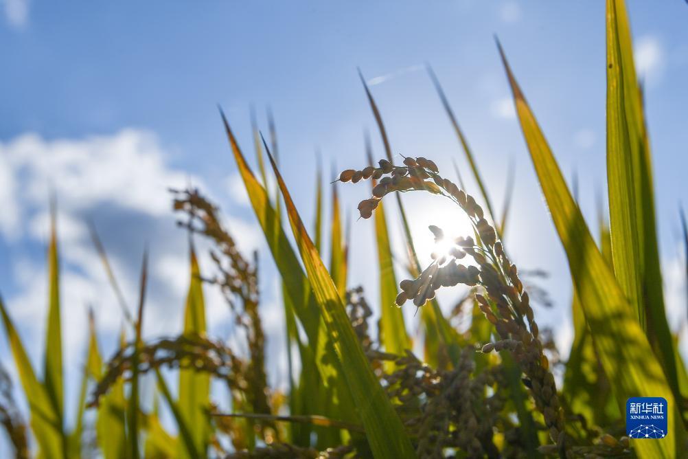 白菜网体验金无需申请